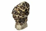Polished Septarian Spiderweb Sculpture ( lbs) #93160-1